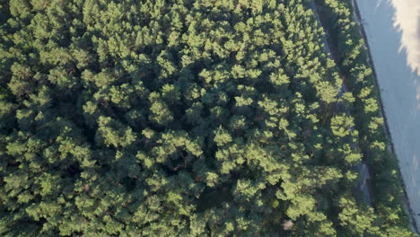 Waldbaumkronen-Im-Sonnenlicht-In-Der-Stadt