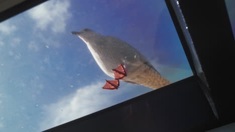 seagull upside down on glass