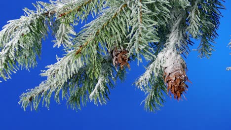 snow covered pine cones branches bluescreen for compositing