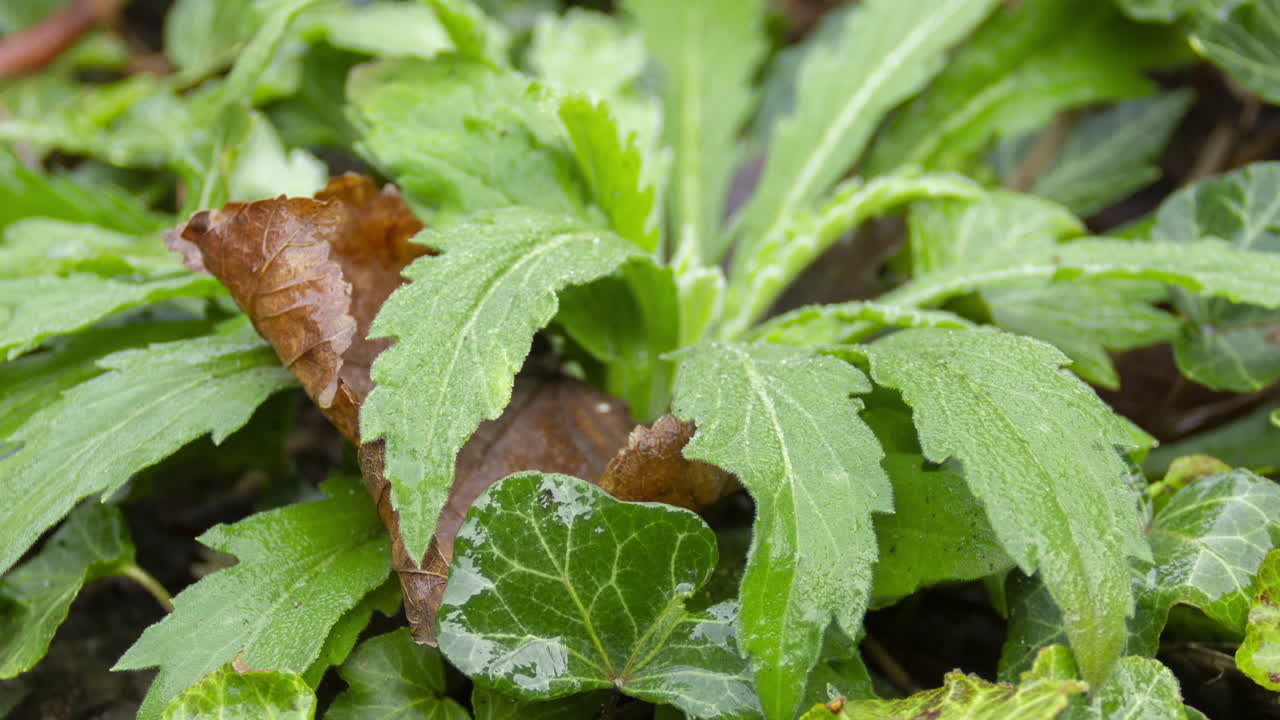 lapso de tiempo de la descongelación de la planta de malezas congelada al sol - muñeca de derecha a izquierda