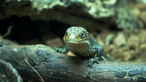 small lizard sitting on the ground