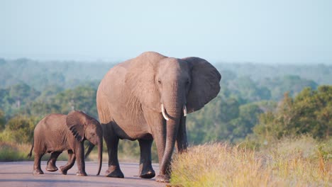 african elephant mother with baby elephant crossing road in savannah