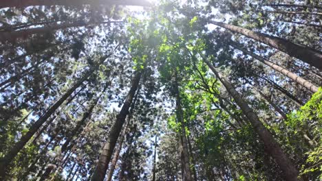 la luz del sol a través del dosel del bosque