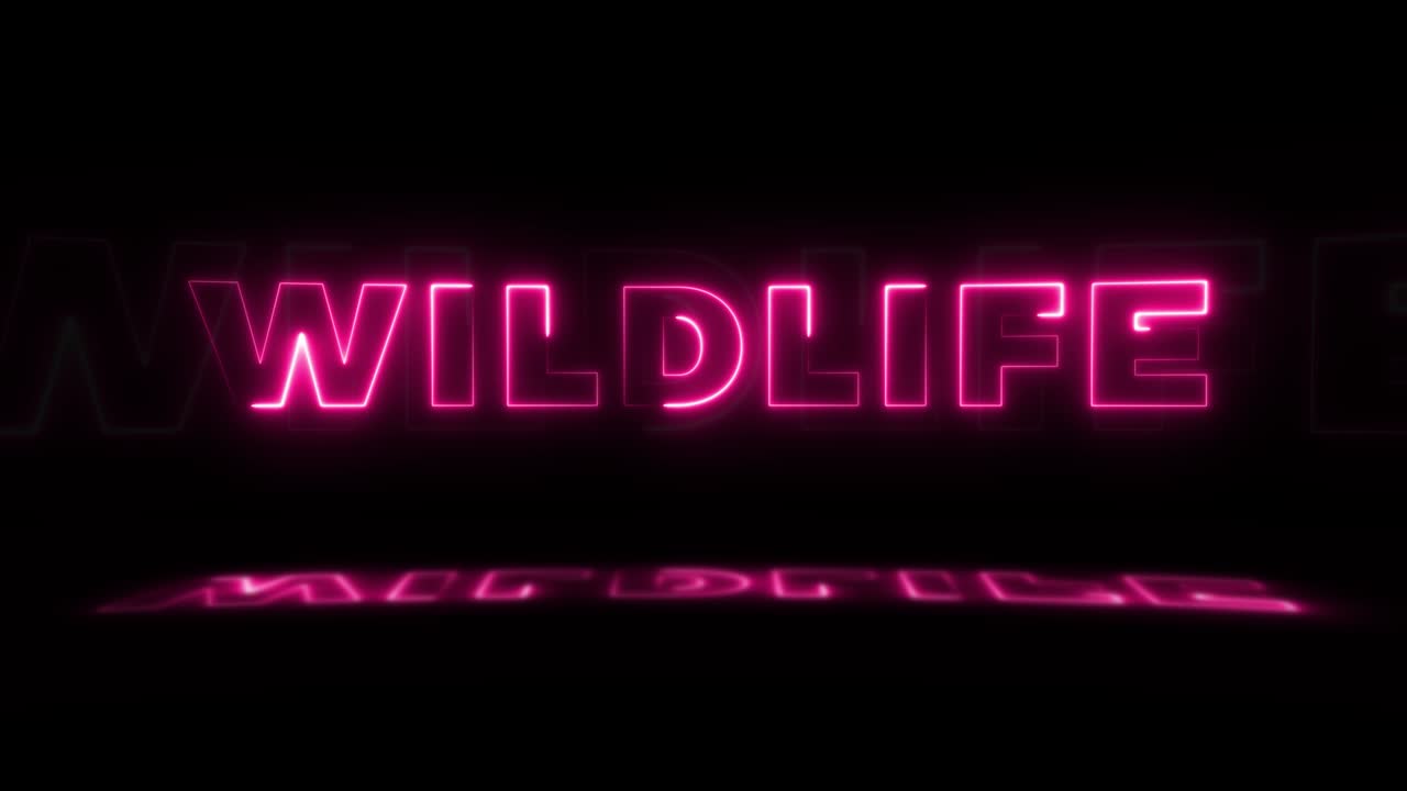 la palabra "vida silvestre" brilla en neón sobre un fondo negro con reflejos en el suelo. letreros de brillo de neón en gráfico de movimiento de bucle sin costuras