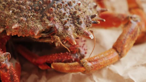 close up of a fresh crab