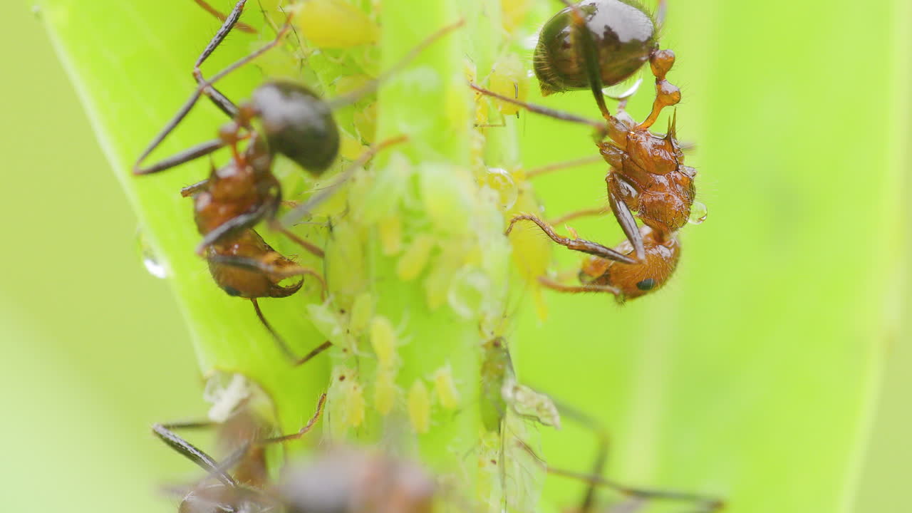 Formigas-de-cauda-caída cultivando uma colónia de afídeos para melada numa planta nos Gates Ocidentais.