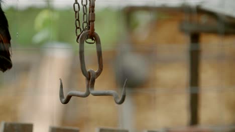 gancho de metal y maíz almacenado en el patio trasero de la casa rural, cambio de enfoque