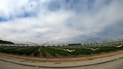 driving past an organic farm using high tunnel greenhouse in salinas california