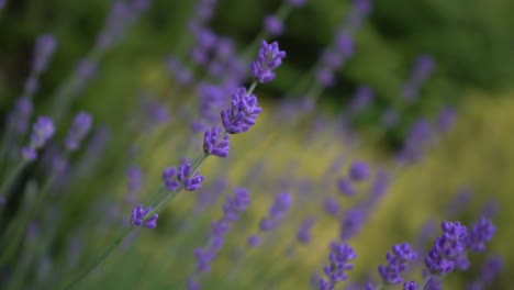 close-up of lavenders in in backyard landscaping 4k waving to light breeze and wind gusts