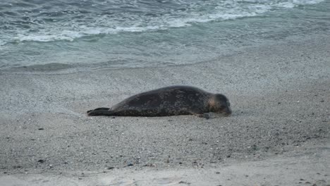 Foca-De-Puerto-Divertida-En-La-Bahía-De-Monterey,-California