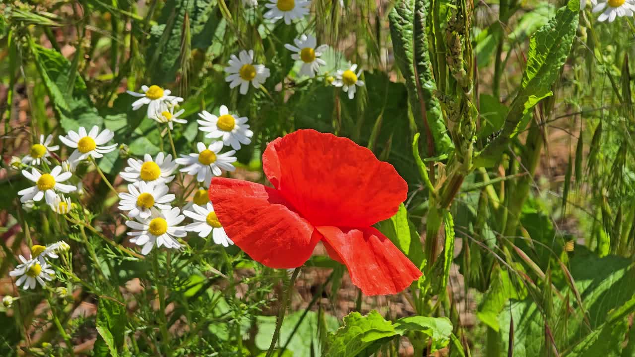Red poppy in bloom moving in breeze – nature meadow scene