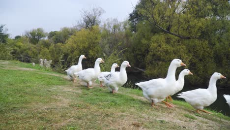 a gaggle of ten white geese waddling across frame by a river bank