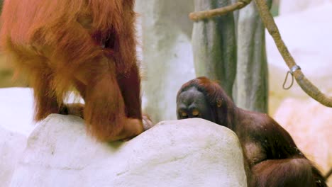 dos grandes orangutanes están sentados en rocas de piedra y disfrutando de un tic de una rama de árbol en un hábitat de zoológico construido localmente en la ciudad