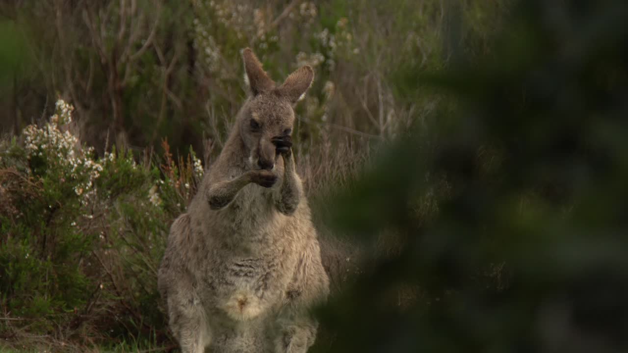 더 따뜻한 날씨를 먹고 즐기는 회색 캥거루