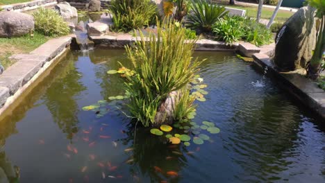 garden pond with red fish, ferns and aquatic plants growing on the rocks, two fountains pour water, a bright and sunny day