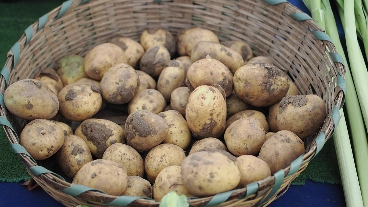 Freshly Harvested Organic Potatoes in a Wicker Basket