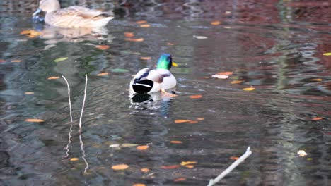 Mallard-duck,-Anas-platyrhynchos.in-autumn