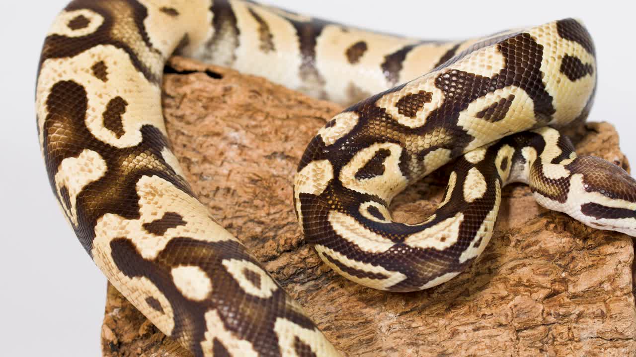 Ball python coils on cork bark, slowly extending head and tongue under soft studio lighting