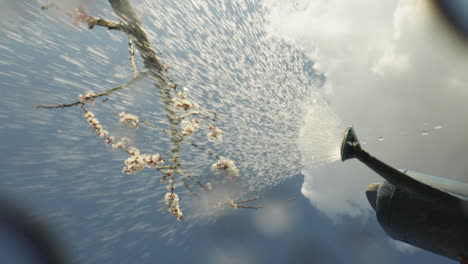 water geven aan een bloeiende abrikozenboom
