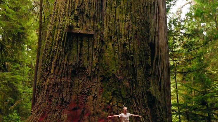 Young girl posing for picture in front of giant coastal redwood