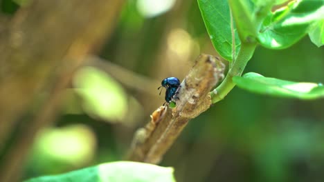 Die-Insekten-Schmelzen-Auf-Ästen