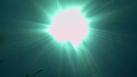 Close-up-underwater-view-of-numerous-fish-swimming-under-surface-of-clear-seawater-with-sunbeams-over-sea-water-surface