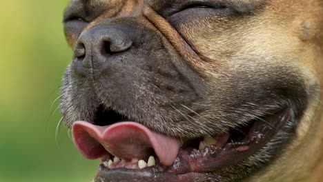 a tired french bulldog is resting on the grass with its mouth open and its wide tongue sticking out