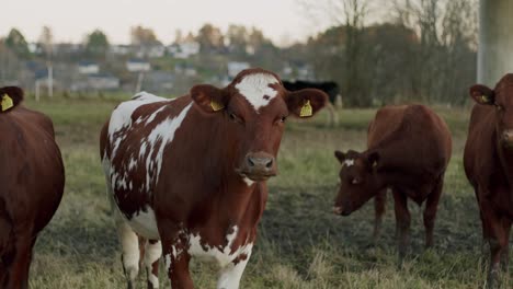 Vaca-Arla-Afuera-En-El-Campo-De-Hierba-Día-Frío,-Cámara-Lenta-De-4k