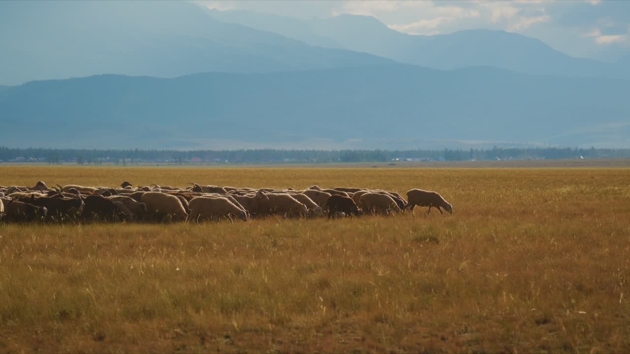 Ovejas pastan pacíficamente en praderas doradas. Las montañas se elevan suavemente en la distancia azul tenue. La escena tranquila muestra la serenidad rural y la belleza natural. Ideal para documentales, anuncios de viajes.