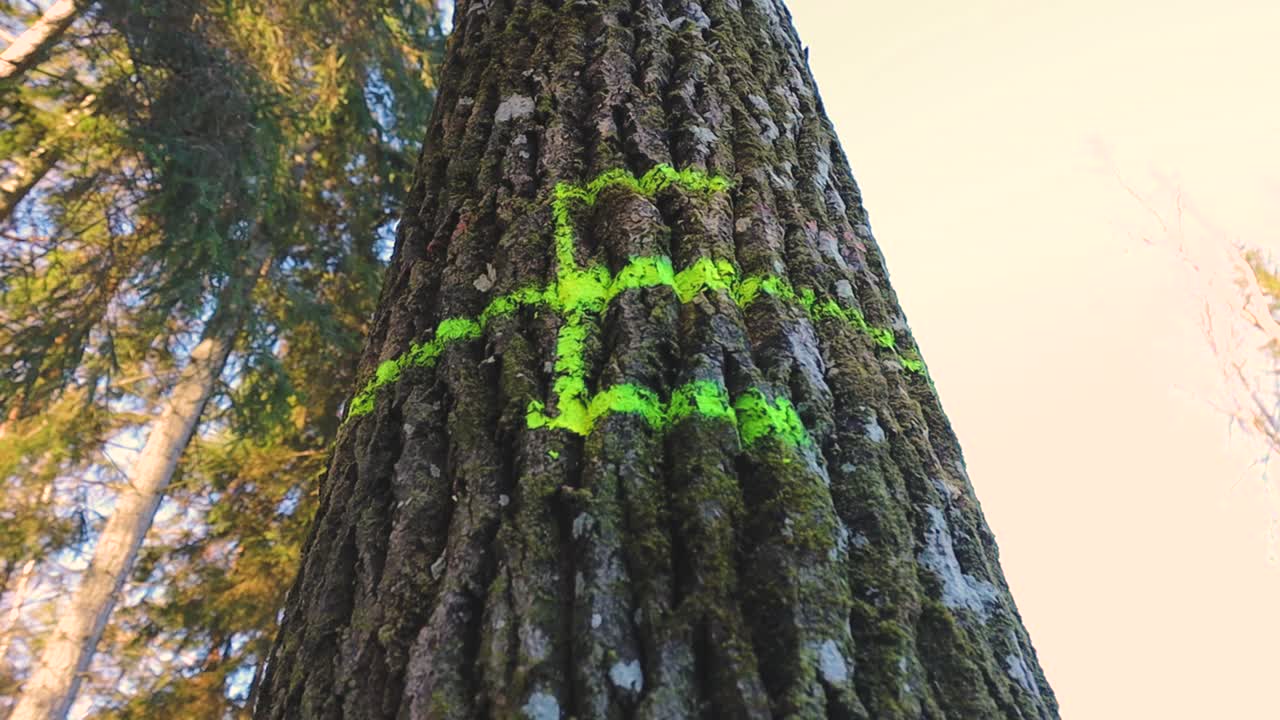Bomen in een besneeuwd bos zijn gemarkeerd met felgroene spuitverfsymbolen, die geselecteerde stammen aangeven voor bosbouwwerkzaamheden te midden van een rustig winterbos