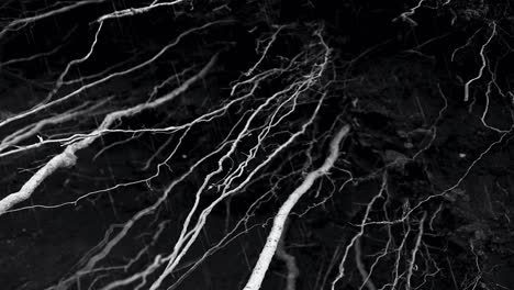 exposed tree roots on wet soil with raindrops falling in black and white