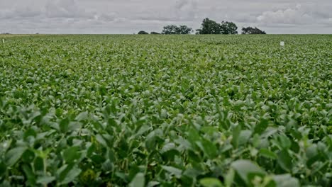 Grandes-Campos-De-Plantaciones-De-Soja,-Plantas-Verdes,-Agricultura-Natural-Orgánica.