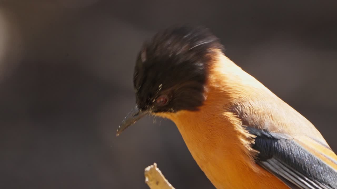 Rufous Sibia bird in nepal