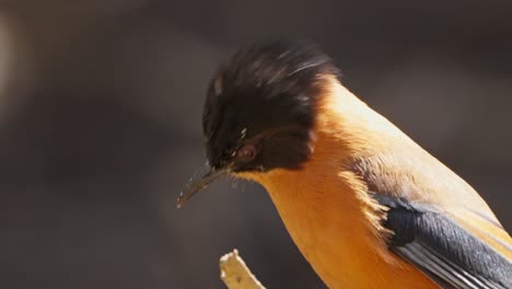rufous sibia bird in nepal