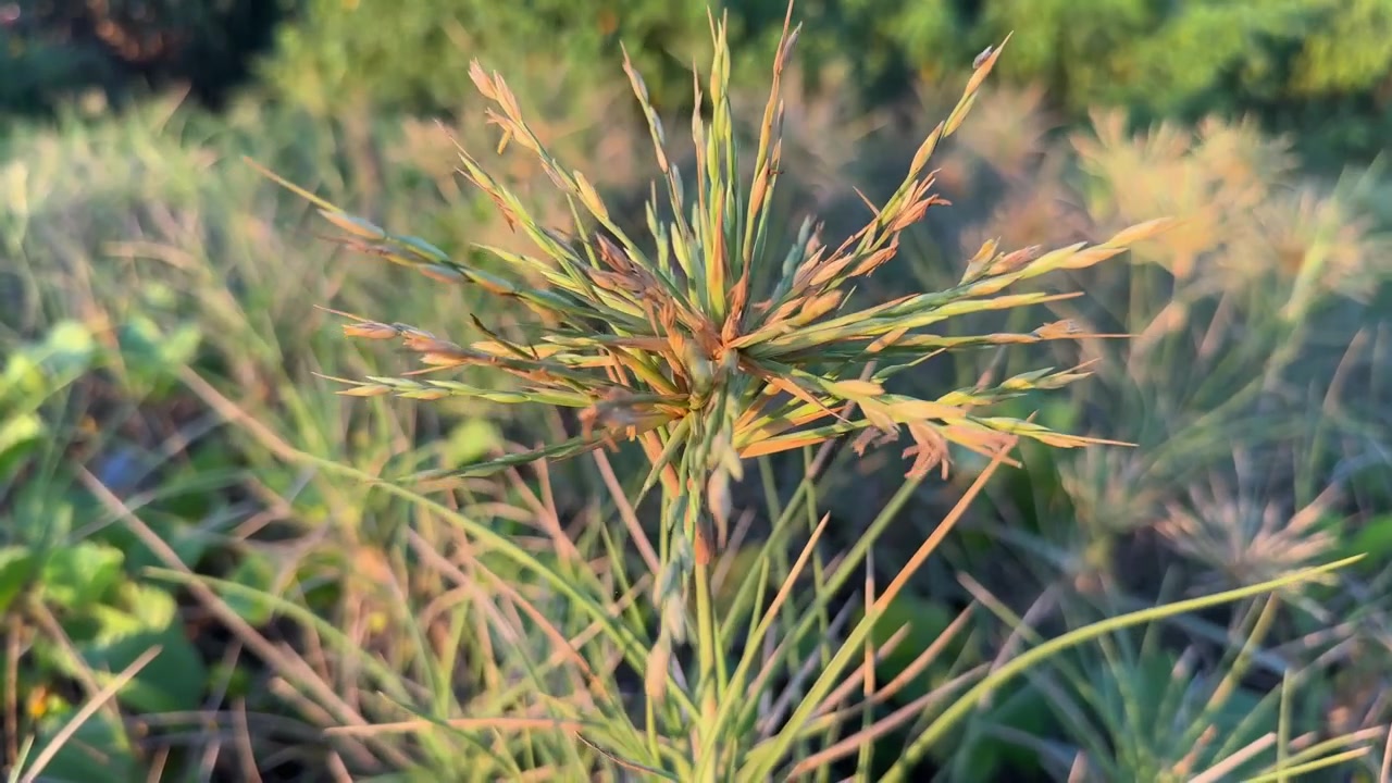 Primo piano di una pianta verde spinosa con capolini sotto il sole dorato.