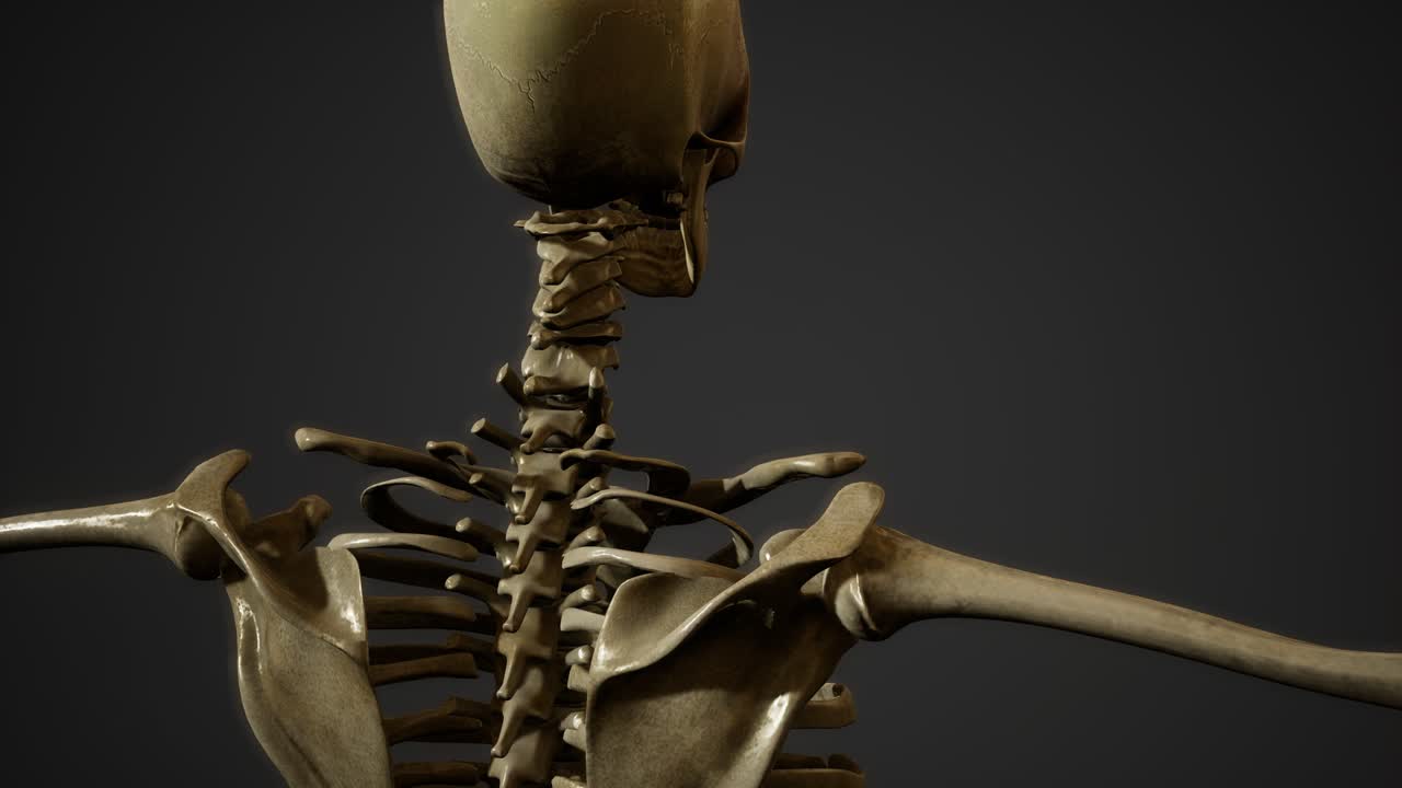 de los huesos del esqueleto humano