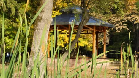 Rack-focus-from-the-grass-to-the-wooden-canopies-in-park-nature