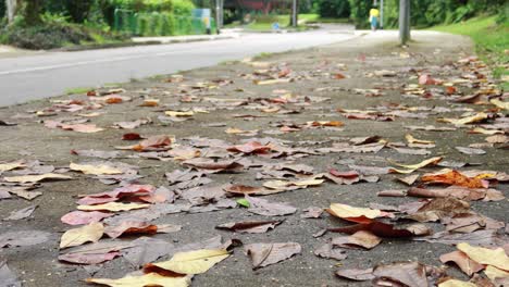 Abgefallene-Blätter-Auf-Dem-Boden-Aus-Nächster-Nähe