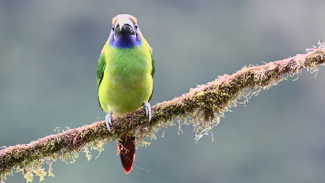 Emerald-Toucanet--perched-on-branch