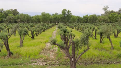 Olivar-En-Un-Hermoso-Día-Nublado