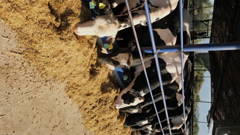 healthy cows, quality milk: inside a modern dairy farm