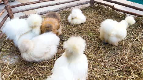 silkie chickens interacting in a straw-filled pen