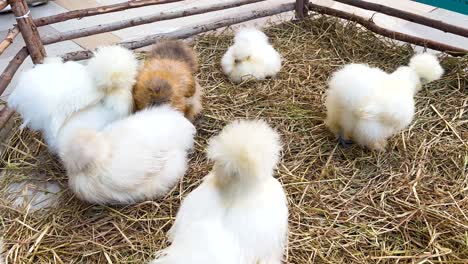 pollos sedosos interactuando en un corral lleno de paja