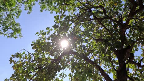 sun peeking through the moving leaves of a tree