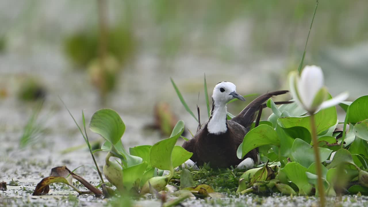 Pheasant tailed Jacana on eggs and leaving the nest