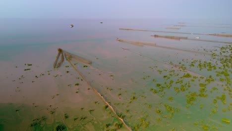 fish trap in muddy waters swamped with vivid green surface algae swirling in the surface current, on the vast tonle sap looking to the horizon, cambodia drone lift