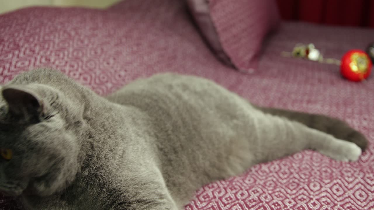 Gatto British Shorthair grigio e soffice si avvicina alla telecamera su un copriletto color prugna in un concetto di Capodanno