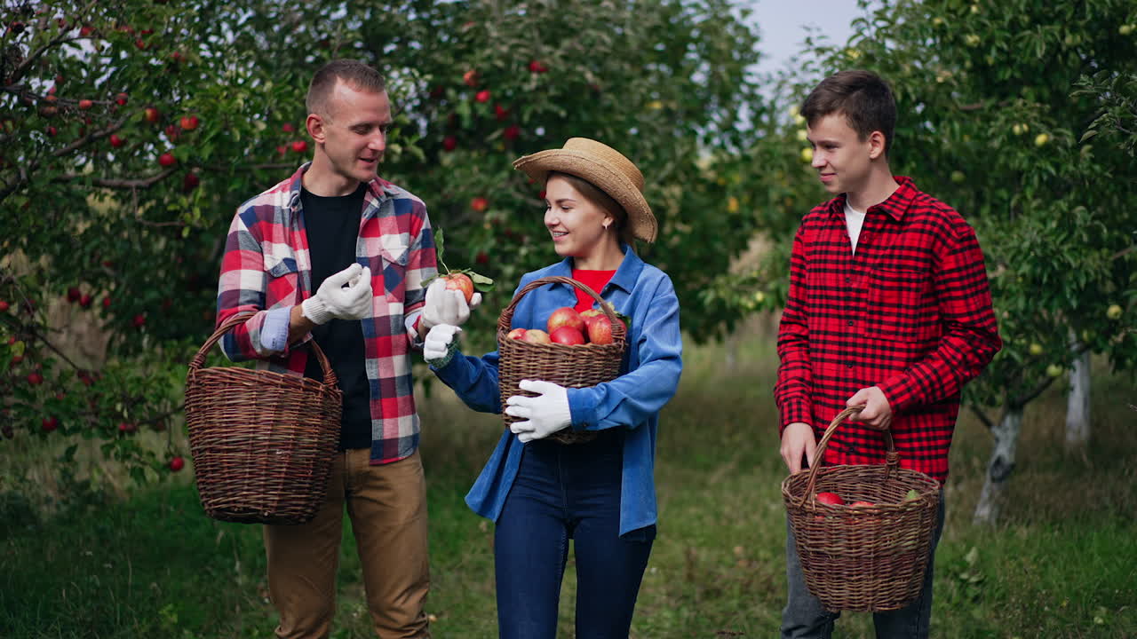 Family collecting apple harvest in the garden. Lady takes apples from man's basket putting them into hers.
