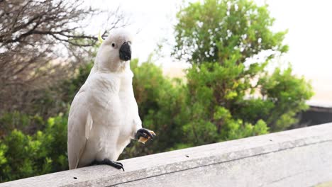 cockatiel perched on a ledge, scenic background