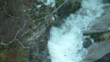 soft focus, slow motion stream flows behind an oak tree branch